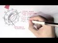 Microbiology  viruses structure types and bacteriophage replication