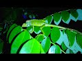 #nature #wildlife #anime #sinharajaya 