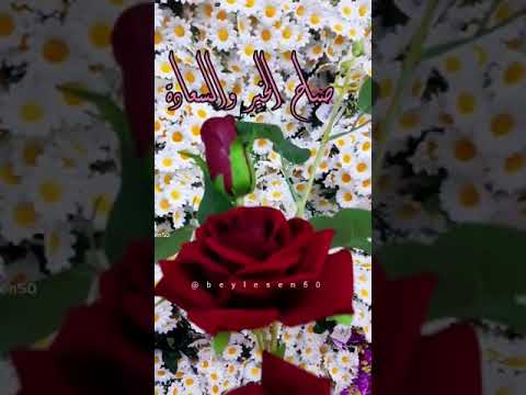 صباح الخير يااغلى الناس عمل لايك واشتراك وتفعيل الجرس