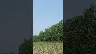 #farming #shorts #looking #trending