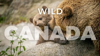 Wild Canada A Journey Into Untamed Nature