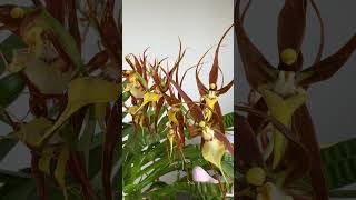 #shorts Brassia keiliana in bloom! #orchid #orchids #brassia
My Brassia keiliana is in bloom! So reliable even if the leaves look TERRIBLE!!! Every spring it puts out multiple flower spikes and has a beautiful fragrance which makes the whole thing a delight! Hopefully Ive mitigated the pleated leaf and aphid problem the plant was beset with! #shorts Brassia keiliana in bloom! #orchid #orchids #brassia