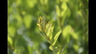 видео Как посадить вербу из веточки в землю, как ухаживать