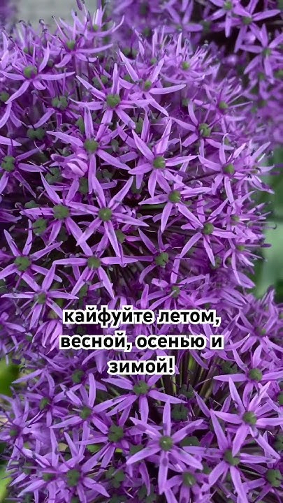 Радуйтесь жизни! - YouTube