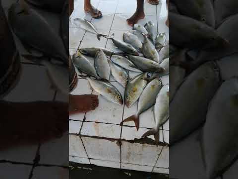 سوق الاسماك في المكلا محافظة حضرموت