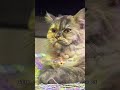 😊🫵 #cat #catentertainment #music #funnycat #fypシ゚viral #trending