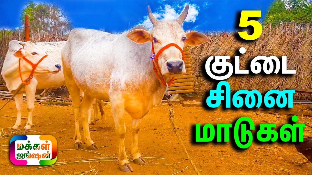 5 குட்டை சினை மாடுகள் , சிவகிரி கேட்டில் பார்ம், Sivagiri Cattle Farm, Kuttai Maadu Cow, நாட்டு மாடு