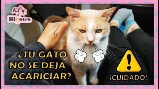 ¿PORQUE MI GATO NO SE DEJA ACARICIAR? AGRESIVIDAD POR INTOLERANCIA A LAS A LAS CARICIAS