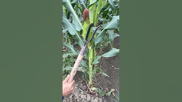 Pruning Lower Corn Leaves Technique #farmingtech @HappyFarm85