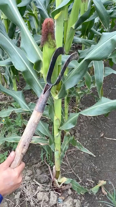 Pruning Lower Corn Leaves Technique #farmingtech @HappyFarm85