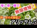 『秋冬！絶対使える』アリッサム❣️挿し芽、種まきで無限増殖