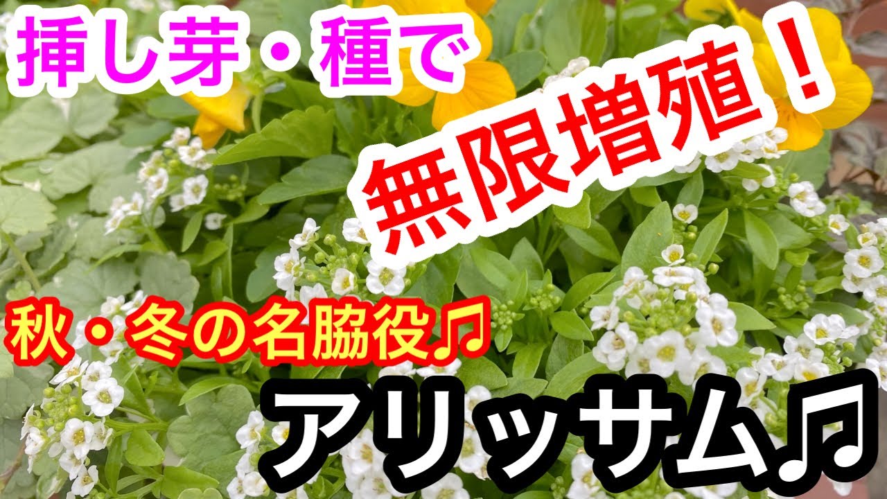 秋冬 絶対使える アリッサム 挿し芽 種まきで無限増殖 Youtube