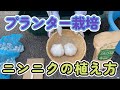 ニンニク栽培(プランター)植える時のポイント3つ!