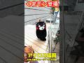 【ショート動画】くまモン登場Ⅱ~ひみつ基地ミュージアムパネル展(アクロス福岡) #くまモン