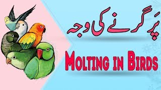 What is Birds Molting. Video No 371 screenshot 5