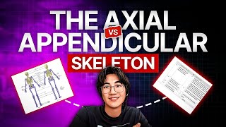 Axial vs Appendicular Skeleton — Know the Difference FAST (IB Sports Science)