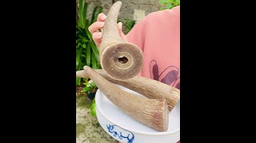 Sừng trâu nước nhiều công dụng