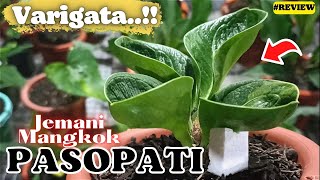 JEMANI PASOPATI VARIGATE BOWL..!! Makes me drool.. 😍