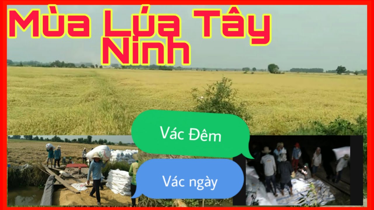 #4,ghe chở lúa,Anh em bốc vác, tới mùa Lúa tuy mệt mà vui - YouTube