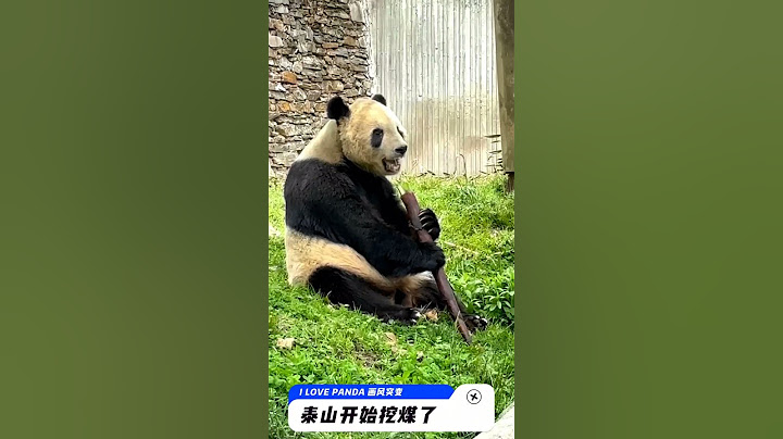 画风突变😂😂泰山换了场地也换了熊样🐼🐼都开始挖煤了| Tai Shan，Butterstick  #panda #熊猫泰山  #泰山现状 #美香一家