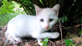 草むらで見掛けた子猫の白猫がとにかくカワイイ