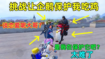 挑战让企鹅保护我吃鸡！它还谈上恋爱呢？到底谁保护谁，太坑了