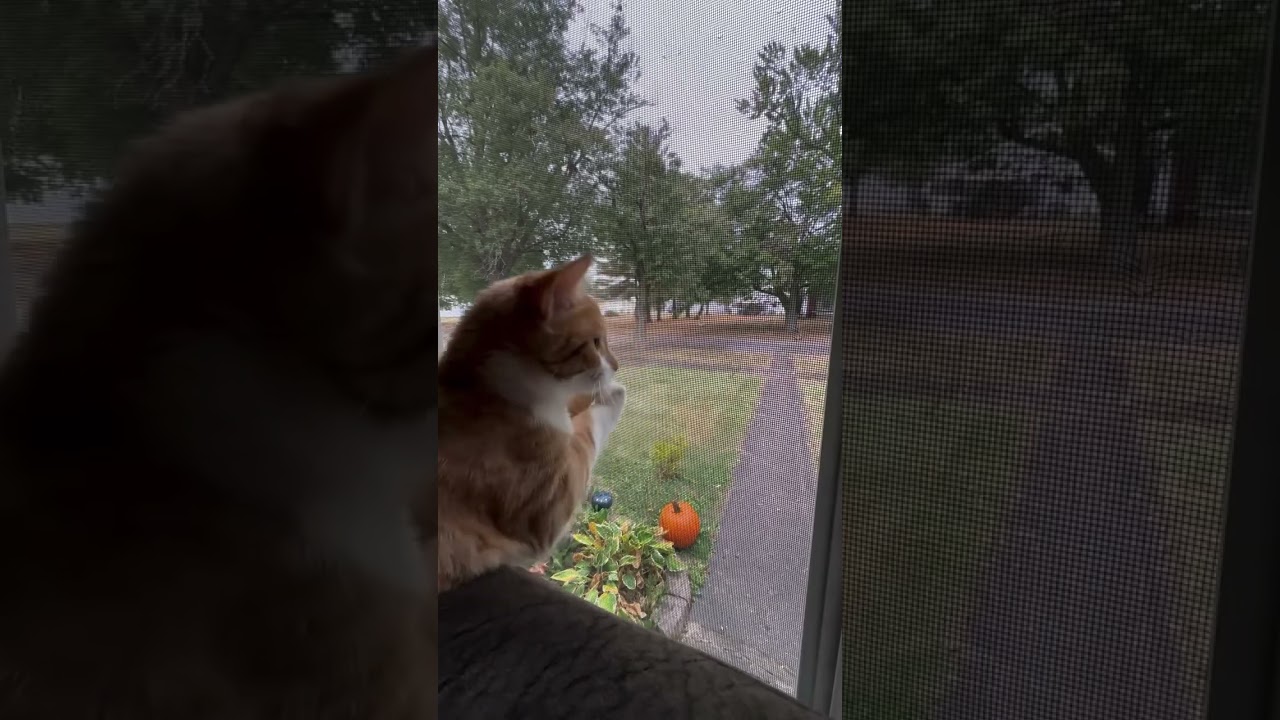 Ducky’s first Fall Season. 🦆🍁🍂🧡 