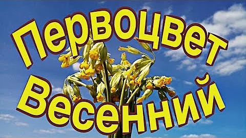 Первоцвет весенний.