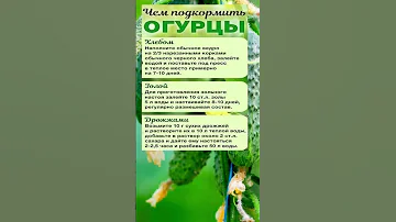 Чем Подкормить Огурцы, Чтобы Они Быстро Росли и Ничем Не Болели! Три Копеечных Подкормки #shorts