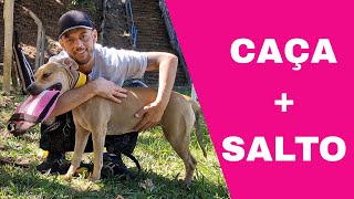 Treino de Caça com Pitbull Cabulosa + Salto Livre e Dicas #pitbull 
