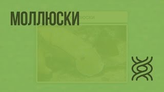 Моллюски. Видеоурок по биологии 7 класс