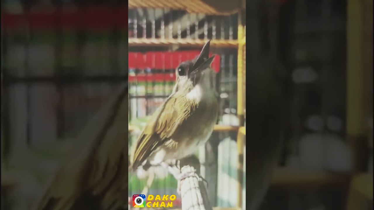 4 Menit Masih Tahan Sikatan Rimba Dada Coklat Ngriwis Gacor