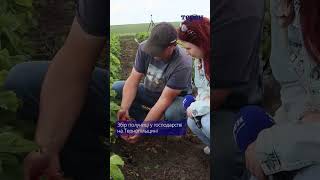 Збір полуниці у господарстві на Тернопільщині