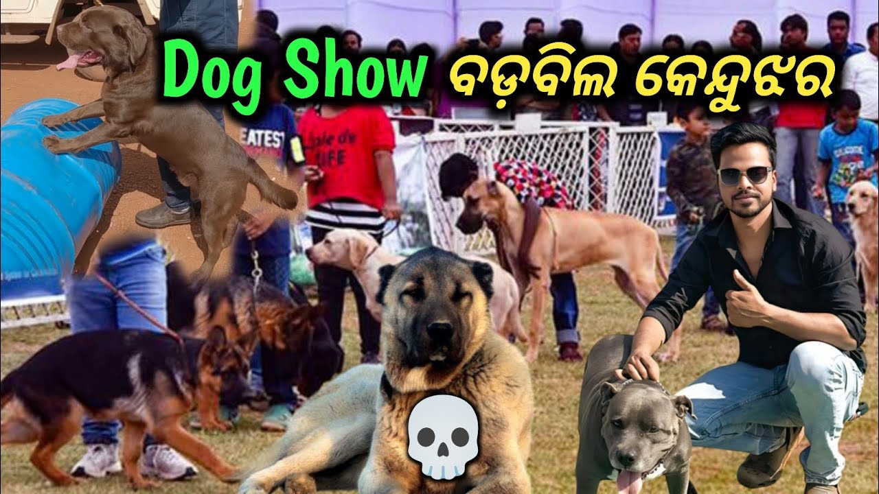Dog show Barbil Keonjhar | Odisha Dog Show | Pitbull Dog | Labrador dog