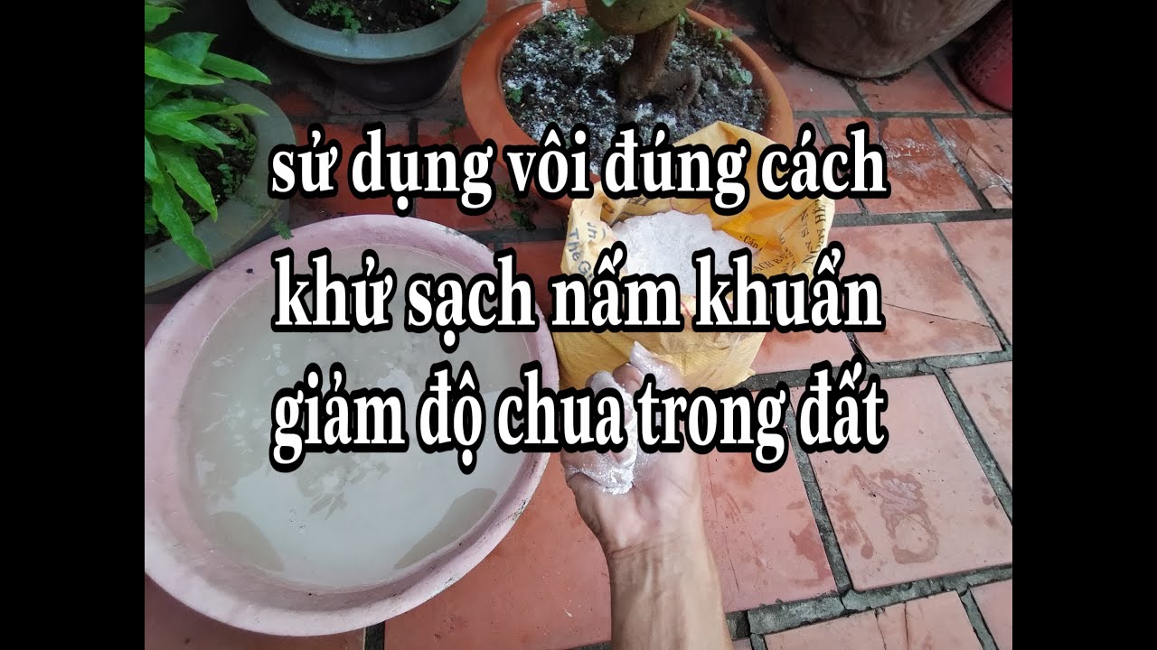Bón vôi cho cây đúng cách giúp diệt trừ mầm bệnh, giảm... - youtube