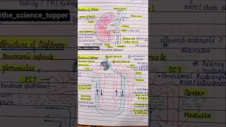 human excretory system #youtubeshorts #drawing #painting