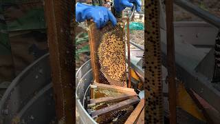 Take beehives put in the tank to extraction honey #animals #honeybeesting #beefeater #honey #amazing