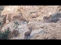 Ein gedi wildlife  israel