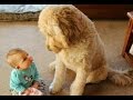 FUN CHALLENGE: Try NOT to laugh - Funny & cute dogs and kids FUN CHALLENGE: Try NOT to laugh - Funny & cute dogs and kids