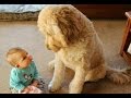 FUN CHALLENGE: Try NOT to laugh - Funny & cute dogs and kids