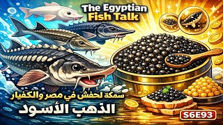 S6E93 - سمكة الحفش في مصر والكافيار الذهب لأسود