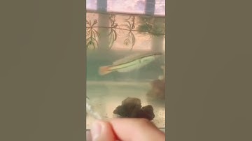 Lóc bông quá hung dữ