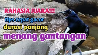 KHUSUS KACER JAWA TIMUR INI MASTERAN YANG PALING COCOK