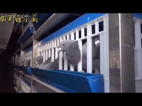 现在信鸽比赛太难了！这么大的雾照样开笼，3000多羽鸽子损失惨重