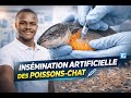 Comment réussir l'insémination du Poisson-chat (Clarias Gariepinus) de A à Z