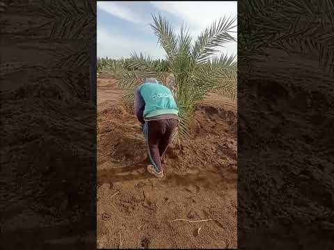 اذاى اضيف الخدمه الشتويه وايه الكميات المطلوبه افضل طريقه لاضافه الخدمه الشتويه 01151618923