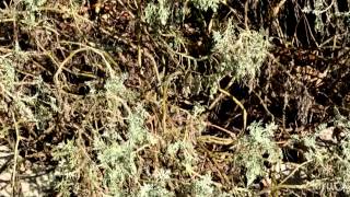 Why native prairie verbena rots |Daphne Richards |Central Texas Gardener