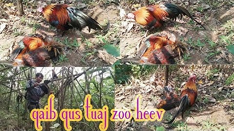 hnub nos kuv mus dib qaib qus nawb 9/3/2022