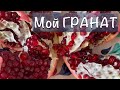 🟢Мой гранат  Как выбрать и как почистить гранат.  Мир природы детям. ⛺Семейный отдых с детьми👪.