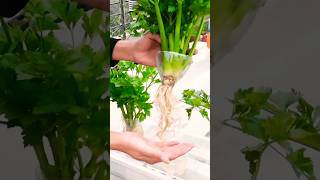 Growing celery without soil | #soilregeneration #gardening